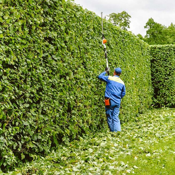 Man is cutting trees in the park. Professional gardener in a uniform cuts bushes with clippers. Pruning garden, hedge. Worker trimming and landscaping green bushes