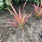 Garden plants
